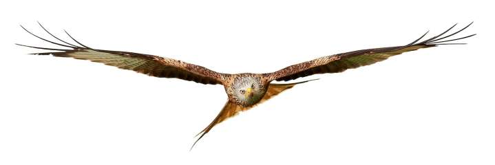 Red Kite