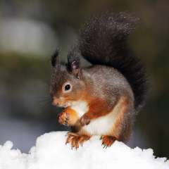 Red Squirrel