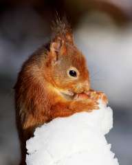 Red Squirrel