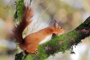 Red Squirrel