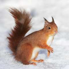 Red Squirrel