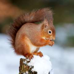 Red Squirrel