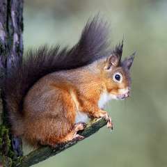 Red Squirrel