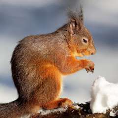 Red Squirrel