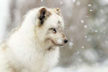 Arctic Fox