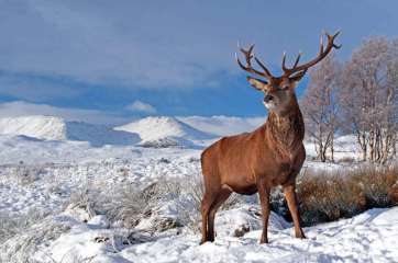 Scottish Red Deer Stag