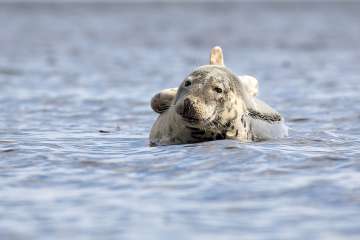 Common Seal