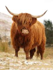 Scottish Highland Cow