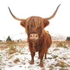 Highland Cow