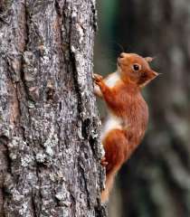 Red Squirrel