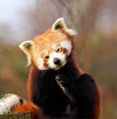 Red Panda