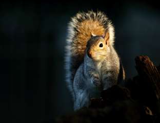 Grey Squirrel