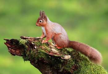 Red Squirrel