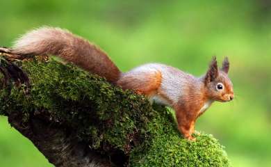 Red Squirrel