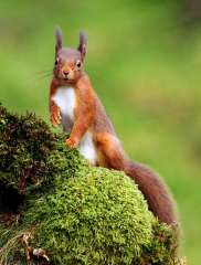 Red Squirrel