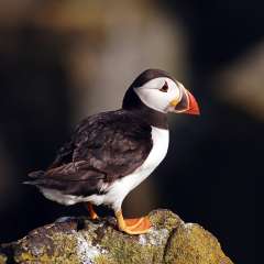 Puffin