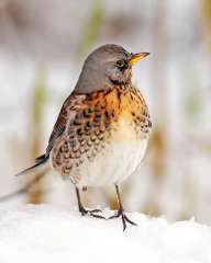 Fieldfare