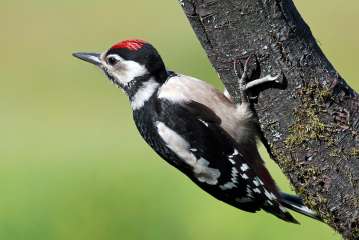 Great spotted woodpecker