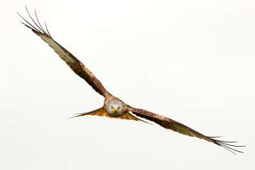 Red Kite