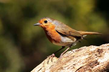 Robin