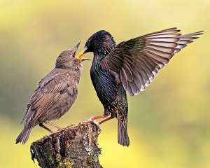 Starlings