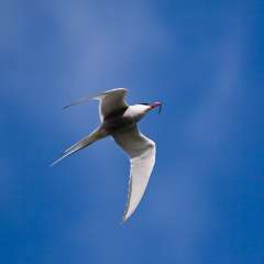 Arctic Tern