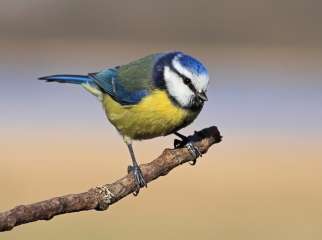 Blue tit