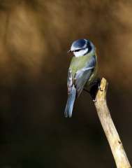 Blue tit