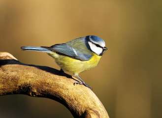 Blue tit