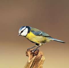 Blue tit