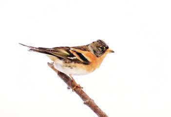 Brambling