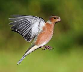 Chaffinch