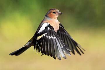 Chaffinch in flight