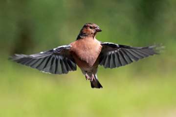 Chaffinch