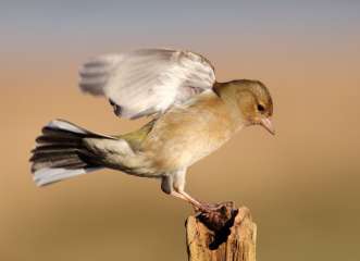 Chaffinch