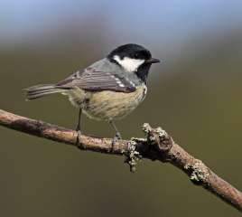 Coal tit