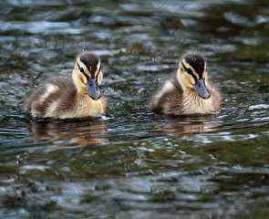 Ducklings