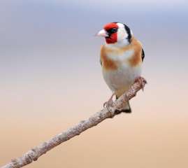 Goldfinch