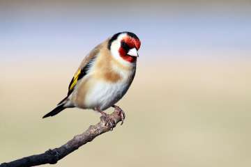 Goldfinch