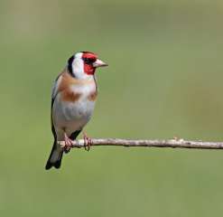 Goldfinch