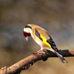 Goldfinch