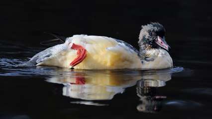 Goosander