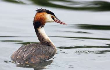 Great crested Grebe