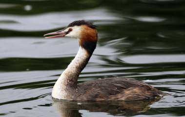 Great crested Grebe