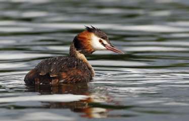 Great crested grebe