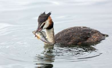 Great crested Grebe