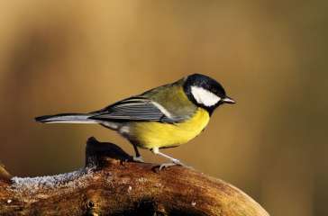 Great tit