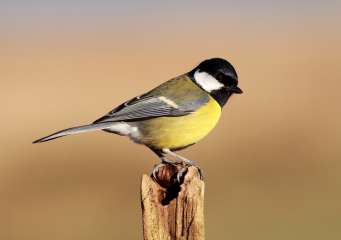 Great tit