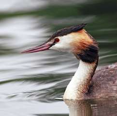 Great crested grebe