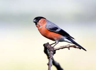 Bullfinch